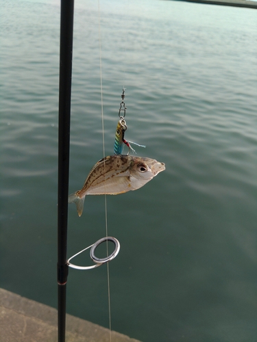 ヒイラギの釣果