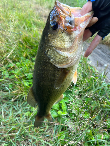 ラージマウスバスの釣果