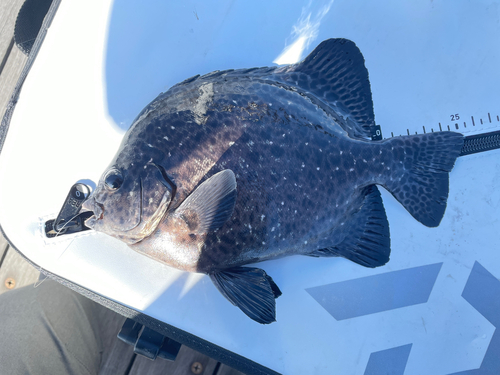 イシガキダイの釣果