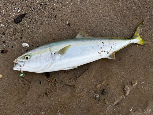 ブリの釣果