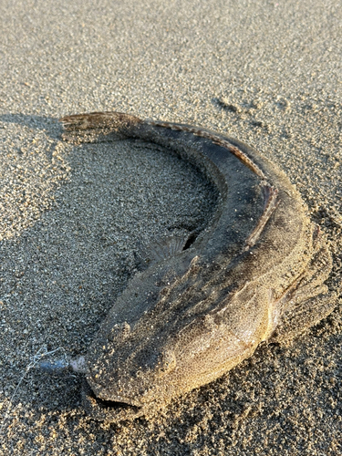 マゴチの釣果