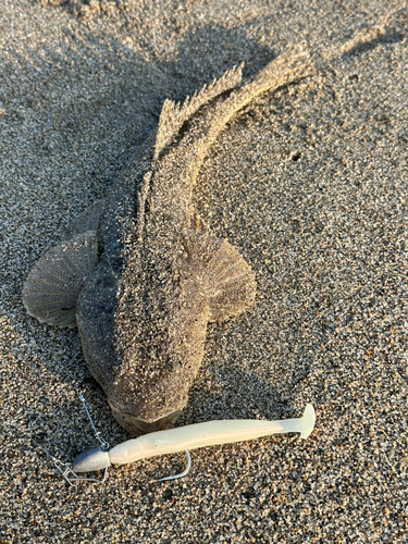 マゴチの釣果