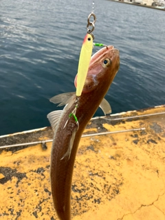 エソの釣果