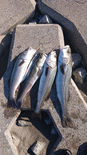 シーバスの釣果