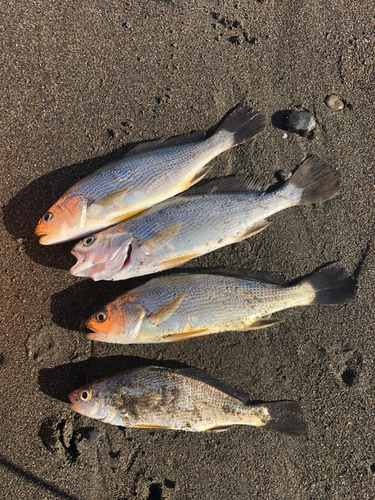 イシモチの釣果