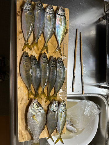 アジの釣果