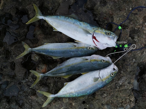 イナダの釣果