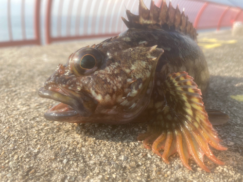 ゆた丸 さんの 2021年03月27日のカワハギの釣り・釣果情報(静岡県