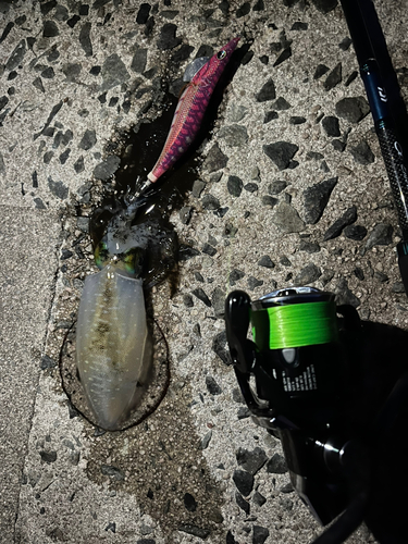 アオリイカの釣果