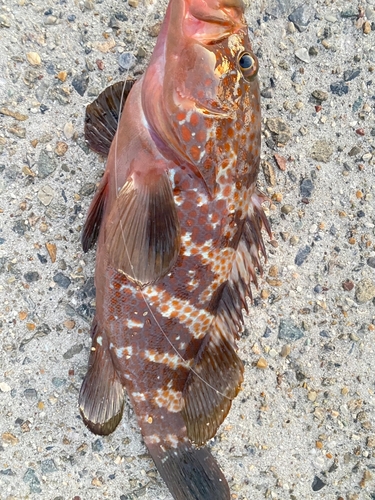 キジハタの釣果