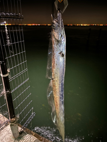 タチウオの釣果