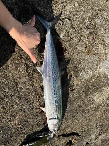 サゴシの釣果