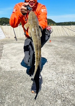 マゴチの釣果