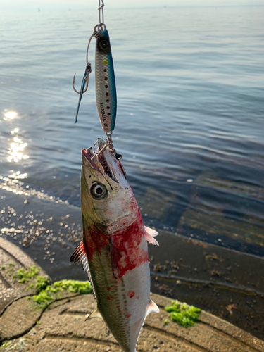 サゴシの釣果