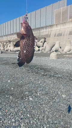 オオモンハタの釣果