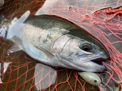 ニジマスの釣果