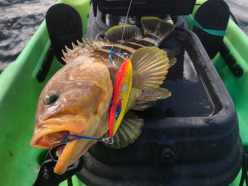 アオハタの釣果