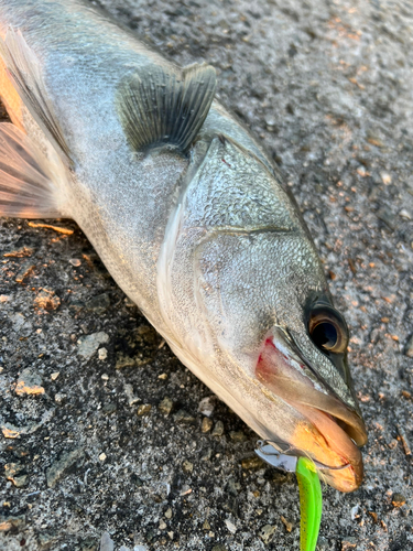 スズキの釣果