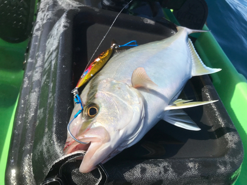 ショゴの釣果