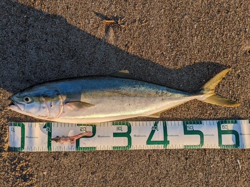 ワラサの釣果