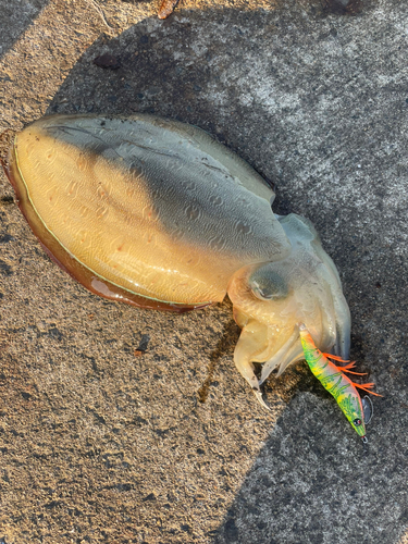 モンゴウイカの釣果