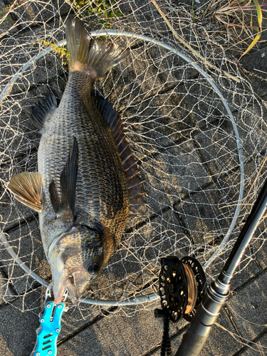 チヌの釣果