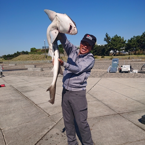 ドチザメの釣果