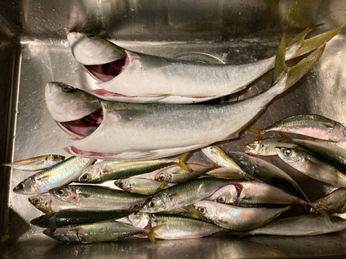 ワラサの釣果