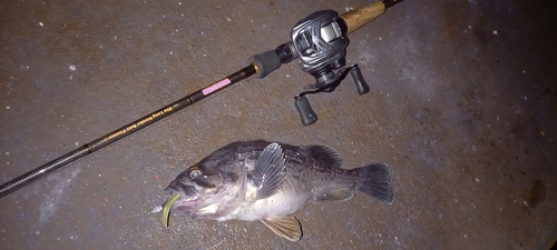 クロソイの釣果