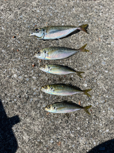 アジの釣果