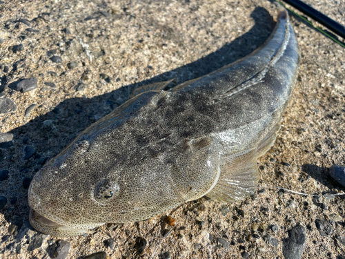 マゴチの釣果