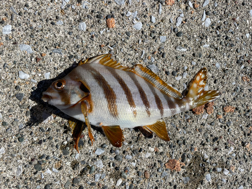 タカノハダイの釣果