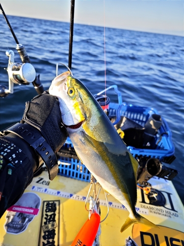 イナダの釣果