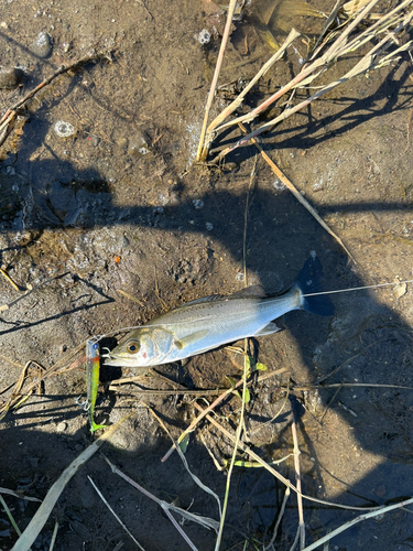 セイゴ（マルスズキ）の釣果