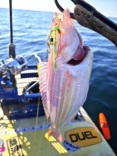 イトヨリダイの釣果