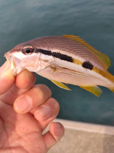 ヨコスジフエダイの釣果