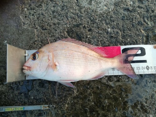 マダイの釣果