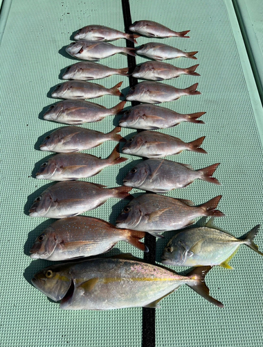 タイの釣果