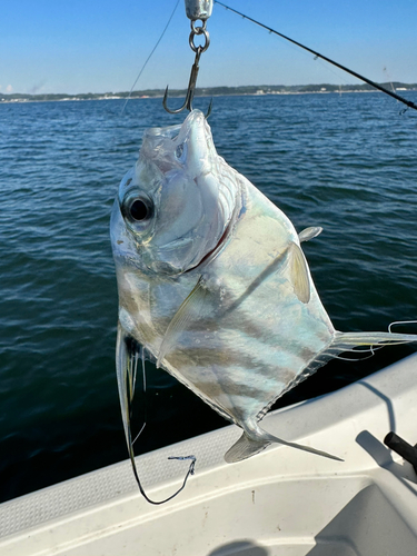 イトヒキアジの釣果