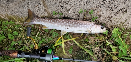 アメマスの釣果