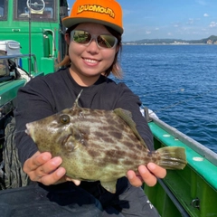 カワハギの釣果