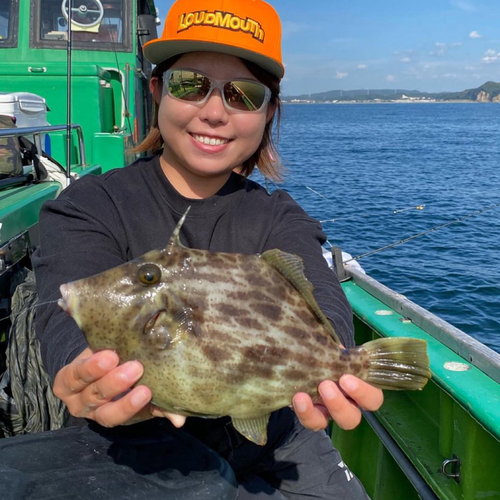 カワハギの釣果