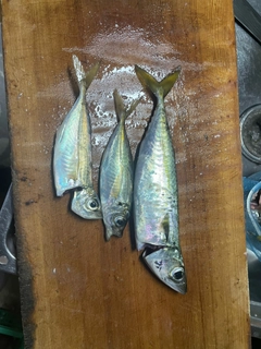 サバの釣果