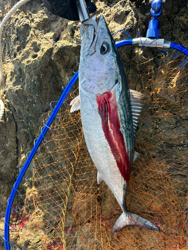 ハガツオの釣果