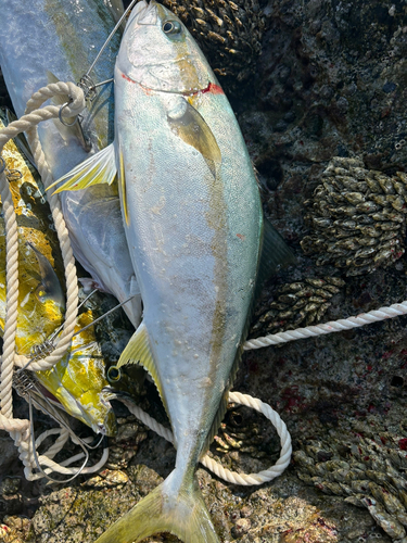 ヒラマサの釣果