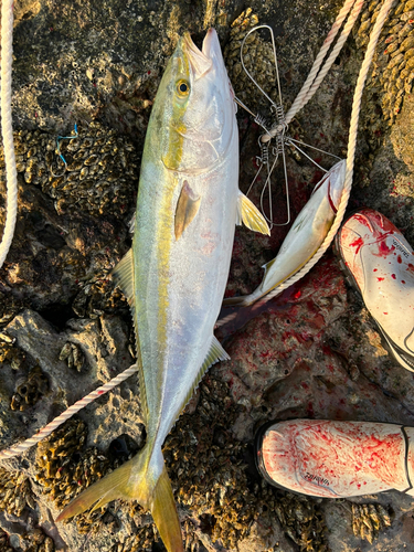 メジロの釣果