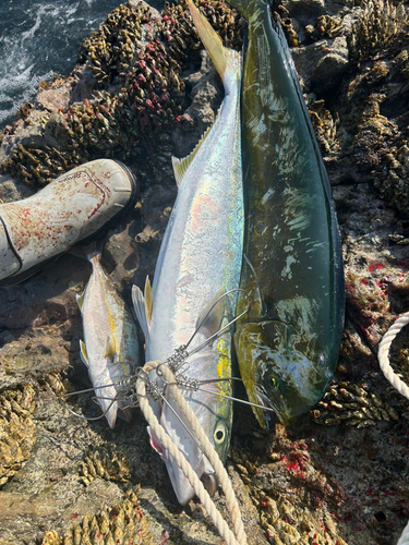 シイラの釣果