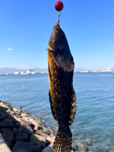 アイナメの釣果