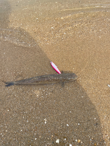 エソの釣果