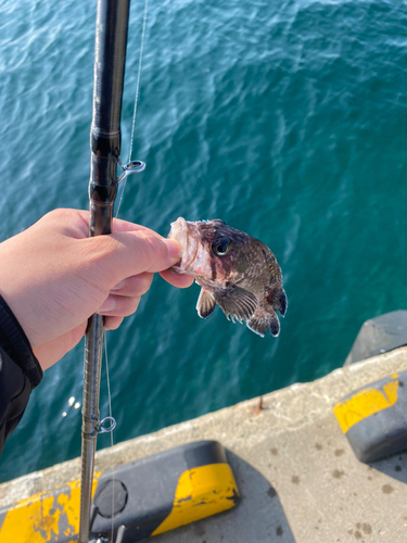 マゾイの釣果